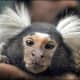 top-30-cutest-animals-in-the-world