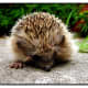 top-30-cutest-animals-in-the-world