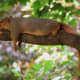 top-30-cutest-animals-in-the-world