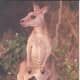 top-30-cutest-animals-in-the-world