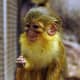 top-30-cutest-animals-in-the-world