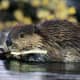 top-30-cutest-animals-in-the-world
