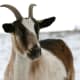 top-30-cutest-animals-in-the-world