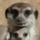 top-30-cutest-animals-in-the-world