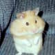 top-30-cutest-animals-in-the-world