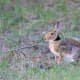 top-30-cutest-animals-in-the-world