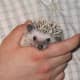 top-30-cutest-animals-in-the-world