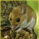 top-30-cutest-animals-in-the-world