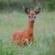 top-30-cutest-animals-in-the-world