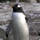 top-30-cutest-animals-in-the-world