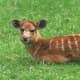 top-30-cutest-animals-in-the-world