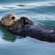 top-30-cutest-animals-in-the-world