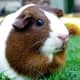 top-30-cutest-animals-in-the-world