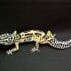 top-30-cutest-animals-in-the-world