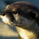top-30-cutest-animals-in-the-world