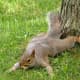 top-30-cutest-animals-in-the-world
