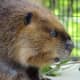 top-30-cutest-animals-in-the-world