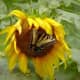 Yellow butterfly on giant sunflower