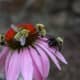 Honey bees gather pollen from a purple coneflower (echinachea) blossom.