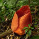Rafflesia ciliata