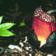 rafflesia-queen-of-parasites-and-the-biggest-flower-on-earth
