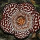 Rafflesia borneensis