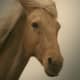 xenas-horse-argo