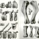 These are actual bones from the Hadrosaurus's vertebrae. 