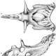 This is the skull reconstruction of the Kosmoceratops. 