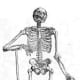 Skeleton Image from De humani corporis fabrica Page 163