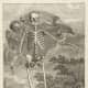 Skeleton Illustration Table 1 from Tabulae sceleti et musculorum corporis humani