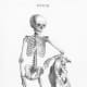 Skeleton Illustration Plate 33 from Osteographia, or The anatomy of the bones