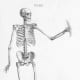 Skeleton Illustration Plate 35 from Osteographia, or The anatomy of the bones