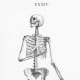 Skeleton Illustration Plate 34 from Osteographia, or The anatomy of the bones