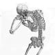 Skeleton Image from De humani corporis fabrica Page 165