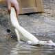about-those-white-crocodiles-and-alligators