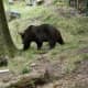 Zoo on the mountain, above Conwy bay, North Wales