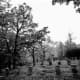 Old photo of Greenwood Cemetery