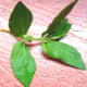 Wild herb Tawa-Tawa (Photo by Travel Man)