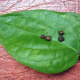 Fresh black pepper leaf and its  seeds (Photo by Travel Man)