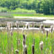 A chickadee on a cattail.