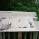 A sign about the wildlife commonly seen in the marsh