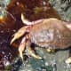 A Dungeness crab shell. Dungeness crabs shed their shells during a molting period in the spring and summer.