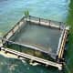 This is the salmon imprinting pen located near the fishing pier ensuring that coho salmon reared in the nearby hatchery will return to this area.