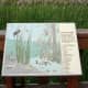 A sign identifying some of the birds seen around Edmonds Marsh