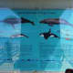 This sign helps to identify several species of marine mammals that may be seen