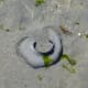 Sand collars are commonly seen on the beaches in Edmonds. They are made by moon snails as a nest for their eggs.