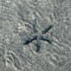Starfish or sea stars are often seen at low tides on the Edmonds beaches.