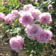 I love the colour of these flowers.