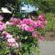 Roses in the park